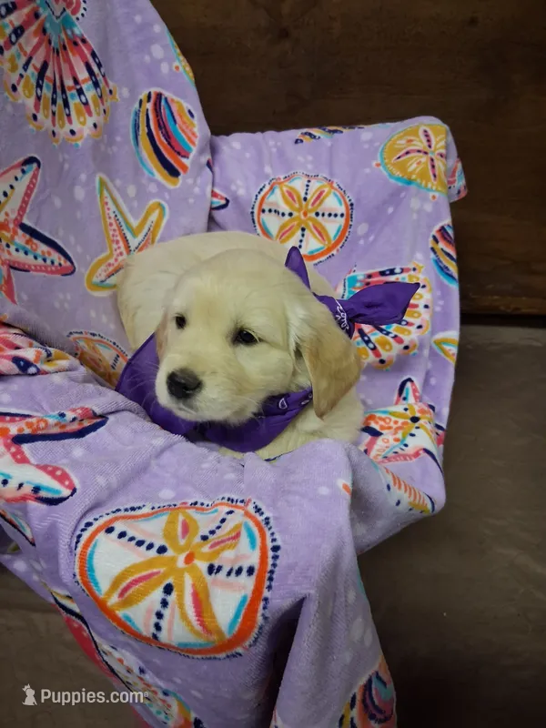 Miss Purple – Golden Retriever puppy on hold in Hillsboro, KS