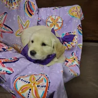 Miss Purple, a female Golden Retriever for sale in Hillsboro, KS – Photo 1 of 6