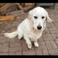 Miss Pink, a female Golden Retriever for sale in Hillsboro, KS – Photo 5 of 6