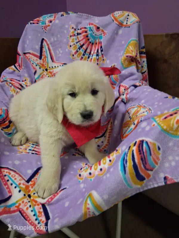 Miss Pink – Golden Retriever puppy on hold in Hillsboro, KS