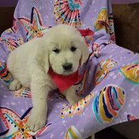 Miss Pink, a female Golden Retriever for sale in Hillsboro, KS – Photo 1 of 6