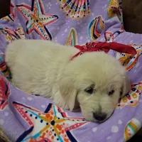 Miss Pink, a female Golden Retriever for sale in Hillsboro, KS – Photo 2 of 6