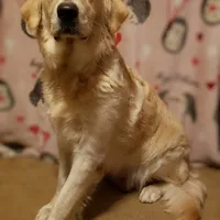 Miss Pink, a female Golden Retriever for sale in Hillsboro, KS – Photo 6 of 6