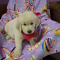 Miss Pink, a female Golden Retriever for sale in Hillsboro, KS – Photo 4 of 6