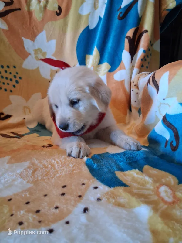 Mr Red  – Golden Retriever puppy for sale in Hillsboro, KS