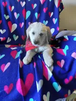 Mr Red , a male Golden Retriever for sale in Hillsboro, KS – Photo 1 of 9