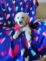 Mr Red , a male Golden Retriever for sale in Hillsboro, KS – Photo 4 of 9