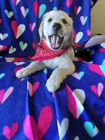 Mr Red , a male Golden Retriever for sale in Hillsboro, KS – Photo 5 of 9