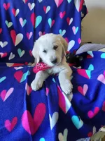 Mr Red , a male Golden Retriever for sale in Hillsboro, KS – Photo 2 of 9