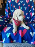 Mr Red , a male Golden Retriever for sale in Hillsboro, KS – Photo 3 of 9