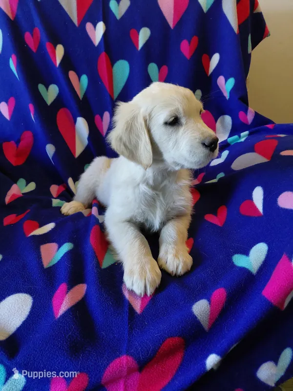 Mr Orange  – Golden Retriever puppy for sale in Hillsboro, KS