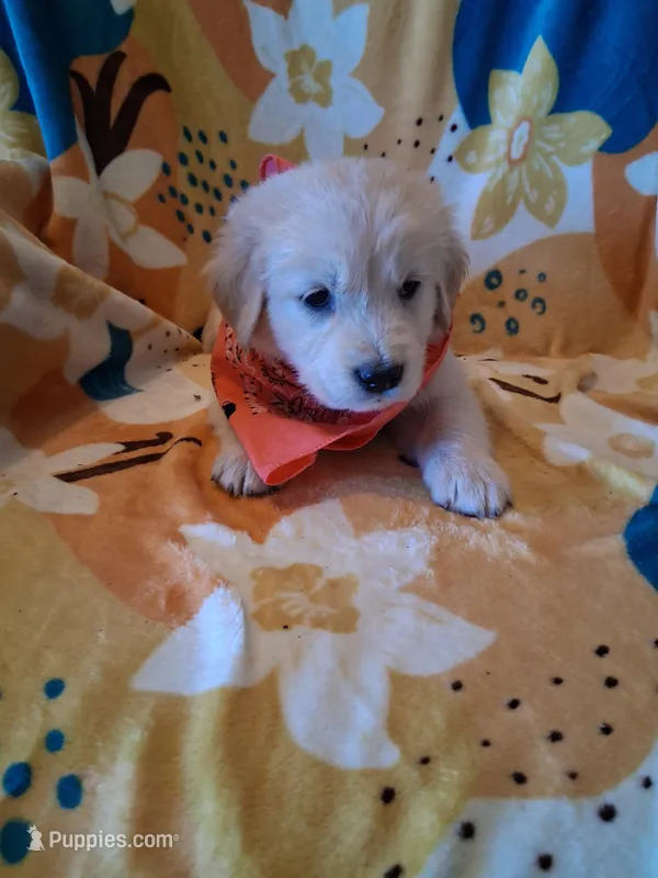 Mr Orange  – Golden Retriever puppy for sale in Hillsboro, KS