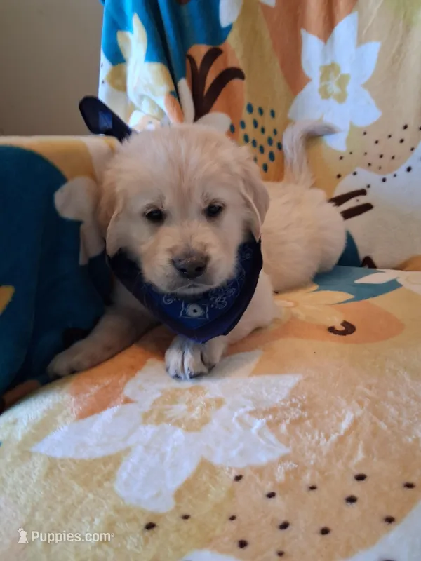 Mr Blue  – Golden Retriever puppy for sale in Hillsboro, KS