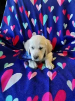 Mr Blue , a male Golden Retriever for sale in Hillsboro, KS – Photo 4 of 9
