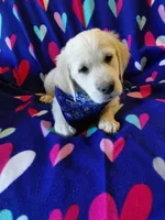 Mr Blue , a male Golden Retriever for sale in Hillsboro, KS – Photo 2 of 9