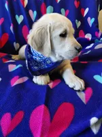 Mr Blue , a male Golden Retriever for sale in Hillsboro, KS – Photo 5 of 9