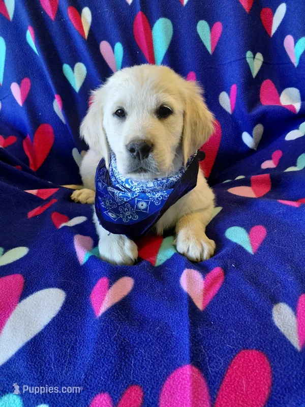 Mr Blue  – Golden Retriever puppy for sale in Hillsboro, KS