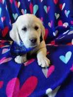 Mr Blue , a male Golden Retriever for sale in Hillsboro, KS – Photo 3 of 9