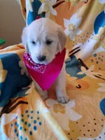 Miss Pink, a female Golden Retriever for sale in Hillsboro, KS – Photo 1 of 9