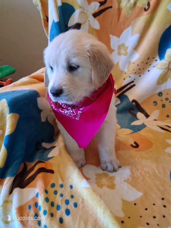 Miss Pink – Golden Retriever puppy for sale in Hillsboro, KS