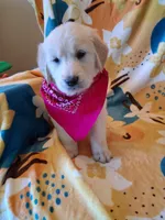 Miss Pink, a female Golden Retriever for sale in Hillsboro, KS – Photo 3 of 9