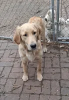 Miss Pink, a female Golden Retriever for sale in Hillsboro, KS – Photo 8 of 9