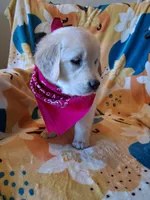 Miss Pink, a female Golden Retriever for sale in Hillsboro, KS – Photo 4 of 9