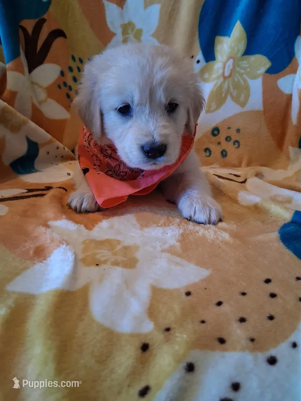 Mr Orange  – Golden Retriever puppy on hold in Hillsboro, KS