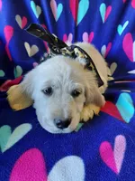 Mr Brown , a male Golden Retriever for sale in Hillsboro, KS – Photo 3 of 8