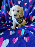 Mr Brown , a male Golden Retriever for sale in Hillsboro, KS – Photo 2 of 8