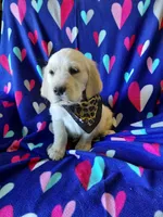 Mr Brown , a male Golden Retriever for sale in Hillsboro, KS – Photo 4 of 8