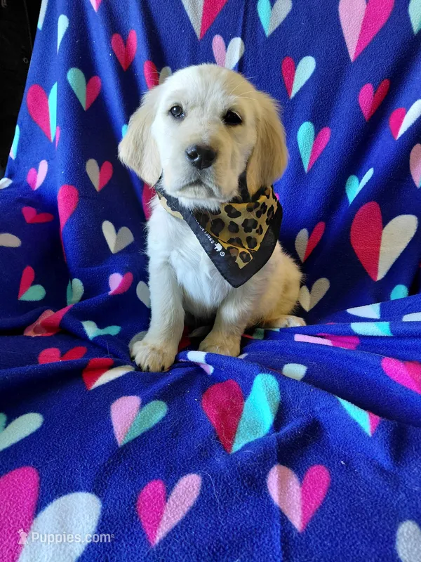 Mr Brown  – Golden Retriever puppy for sale in Hillsboro, KS