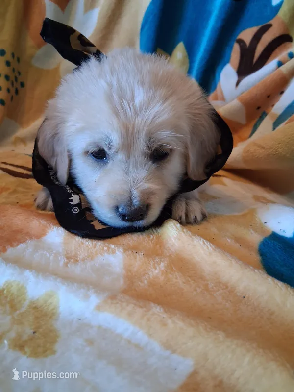 Mr Brown  – Golden Retriever puppy for sale in Hillsboro, KS