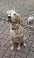Mr Brown , a male Golden Retriever for sale in Hillsboro, KS – Photo 5 of 8