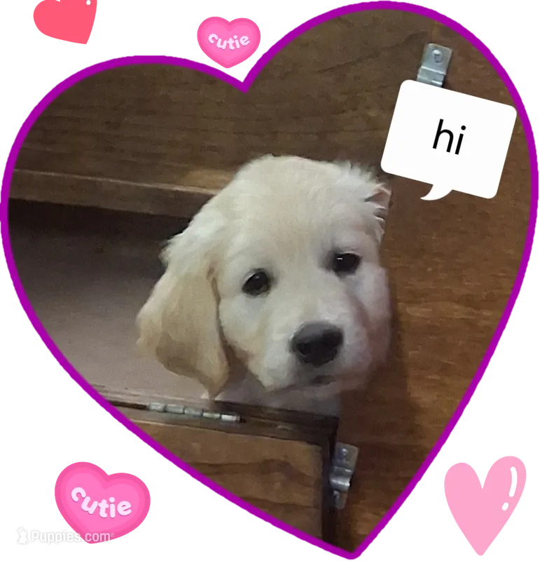 Mr Blue  – Golden Retriever puppy for sale in Hillsboro, KS
