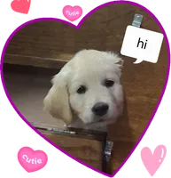 Mr Blue , a male Golden Retriever for sale in Hillsboro, KS – 1 of 5