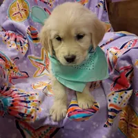 Miss Green, a female Golden Retriever for sale in Hillsboro, KS – Photo 2 of 10