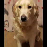 Miss Green, a female Golden Retriever for sale in Hillsboro, KS – Photo 3 of 10