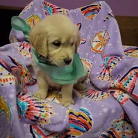 Miss Green, a female Golden Retriever for sale in Hillsboro, KS – Photo 10 of 10