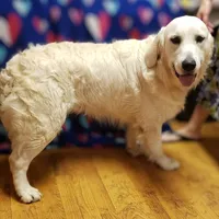 Miss Green, a female Golden Retriever for sale in Hillsboro, KS – Photo 4 of 10