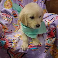 Miss Green, a female Golden Retriever for sale in Hillsboro, KS – Photo 5 of 10