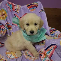 Miss Green, a female Golden Retriever for sale in Hillsboro, KS – Photo 9 of 10