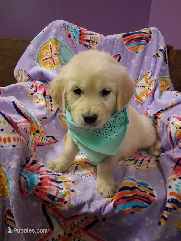 Miss Green – Golden Retriever puppy on hold in Hillsboro, KS