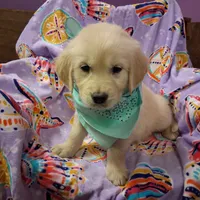 Miss Green, a female Golden Retriever for sale in Hillsboro, KS – Photo 1 of 10