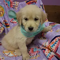 Miss Green, a female Golden Retriever for sale in Hillsboro, KS – Photo 7 of 10