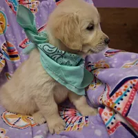 Miss Green, a female Golden Retriever for sale in Hillsboro, KS – Photo 6 of 10