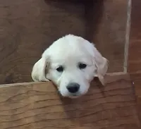 Mr Blue , a male Golden Retriever for sale in Hillsboro, KS – 5 of 5