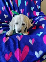 Mr Green , a male Golden Retriever for sale in Hillsboro, KS – Photo 3 of 9