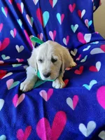 Mr Green , a male Golden Retriever for sale in Hillsboro, KS – Photo 4 of 9