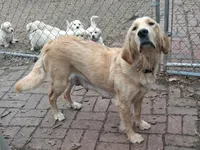Mr Green , a male Golden Retriever for sale in Hillsboro, KS – Photo 8 of 9